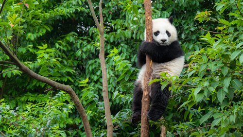 Çin'e özgü panda ayısı