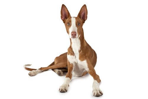 podenco köpek