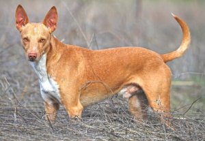 İspanyol Podenco: Av için Biçilmiş Kaftan