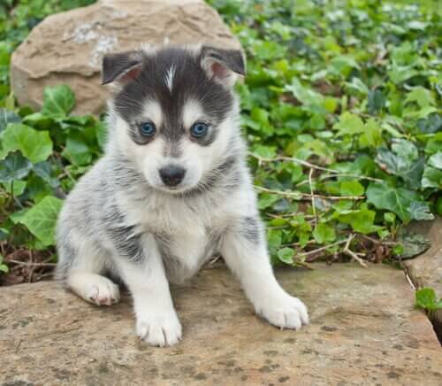 pomsky yavrusu