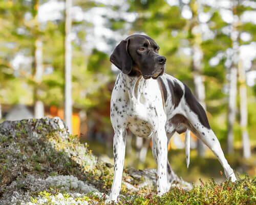 puanter pointer