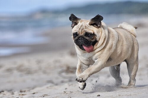 pug köpekleri