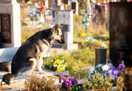 sahibinin mezarında bekleyen köpek