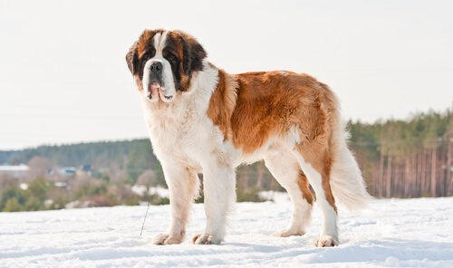 büyük köpek ırkları Saint Bernard