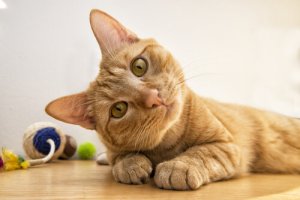 Zeki Kediler: Bazı Kedi Irkları Daha mı Zekidir?