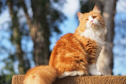 sarman kedi