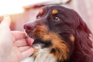 Köpeklerin Kızgınlık Dönemi Belirtileri ve Davranışları