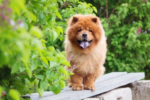 sıcağa dayanıksız köpek ırkları chow chow