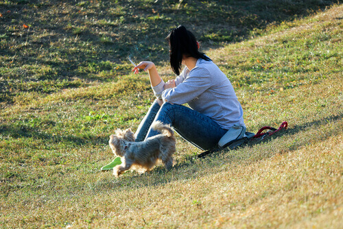 sigara dumanının köpekler üzerindeki etkisi