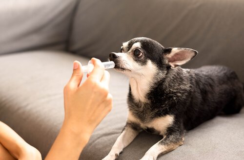 şırınga ile su içen köpek