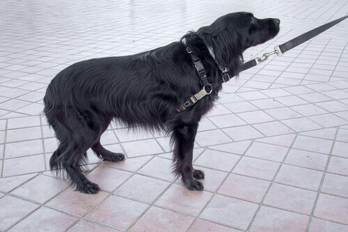 korkmuş siyah köpek