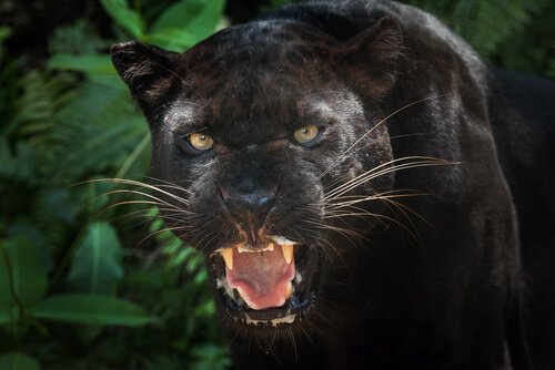 Siyah Leoparlar Hakkında İlginç Bilgiler