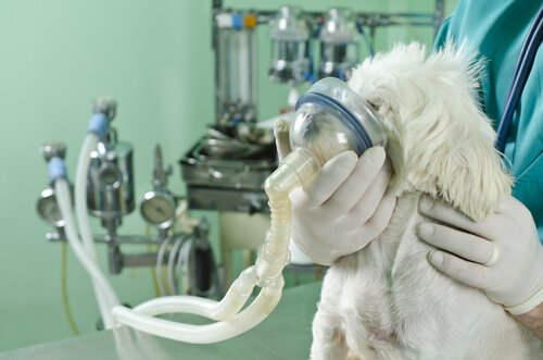 Köpeklerde Solunum Problemleri: Ne Yapmalısınız?