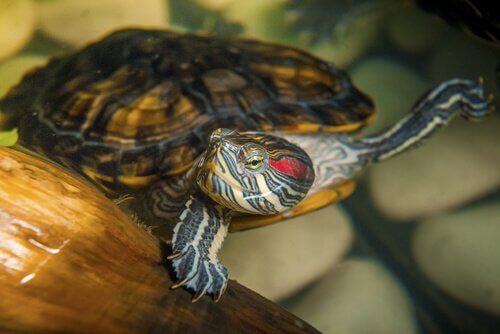Su Kaplumbağası Beslemek Neden Zordur?