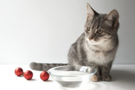 su kabı ve yavru kedi