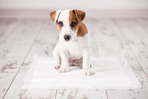 suçlu bakan yavru köpek ve tuvalet eğitimi