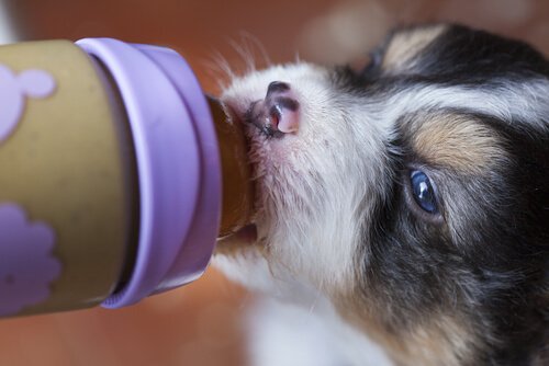 Sütten Kesilmiş Bir Yavru Köpek Nasıl Beslenir?