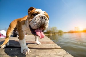 Sıcağa Dayanıksız Köpek Irkları ve Özellikleri