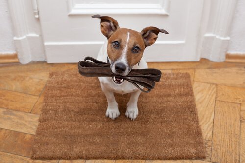 sevk kayışını ağzında tutan jack russell terrier