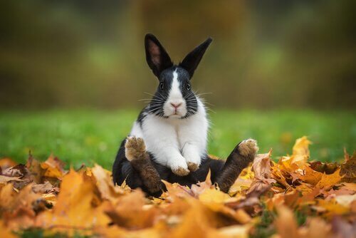 Tavşanlar İçin Eğlenceli ve Orijinal İsimler