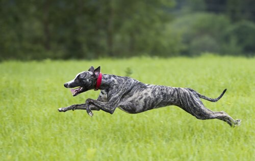 koşan tazı köpeği