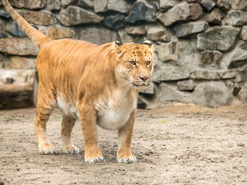 tigon aklan