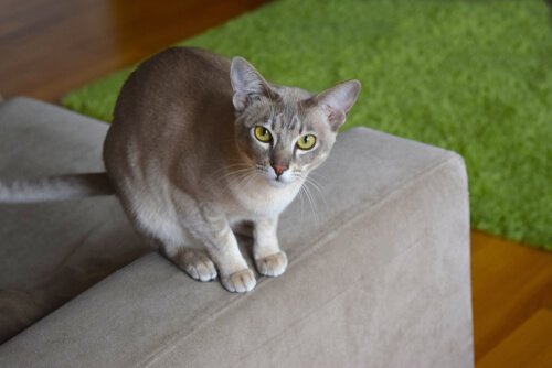 tonkinese kedi cinsi