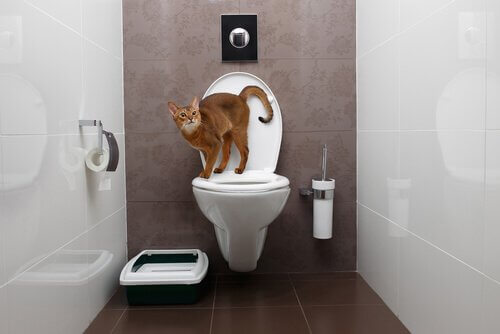 tuvalette çiş yapan kedi