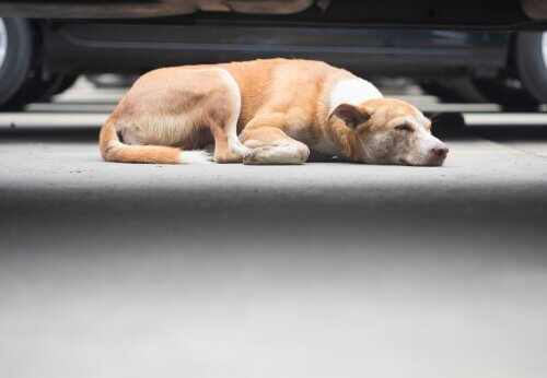 araba altında uyuyan köpek
