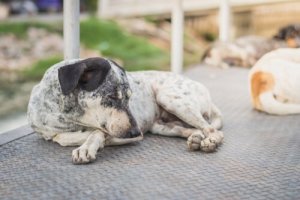 Uyuz: Köpeğinizin Uyuz Olup Olmadığını Nasıl Anlarsınız?