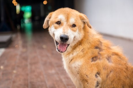 uyuz hastalığı geçirmiş köpek