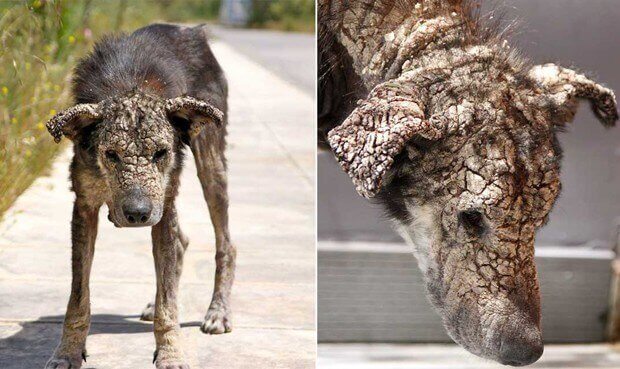 ileri seviye uyuz geçiren köpek