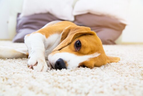 Köpeklerde Epilepsi Belirtileri ve Tedavileri