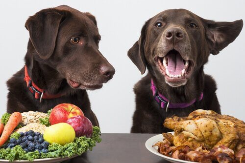 Vegan Köpekler: Köpekler Vegan Olur mu?