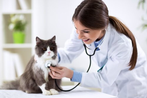 veterinerin muayene ettiği kedi