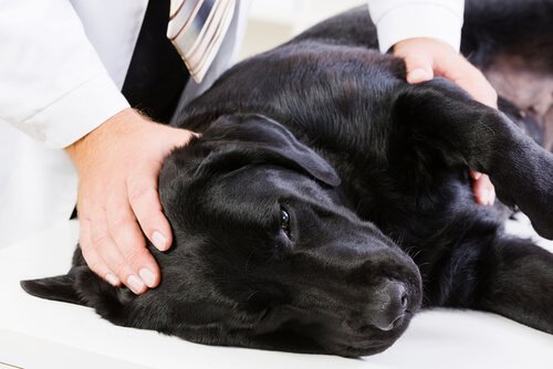 veterinerde uzanan siyah köpek
