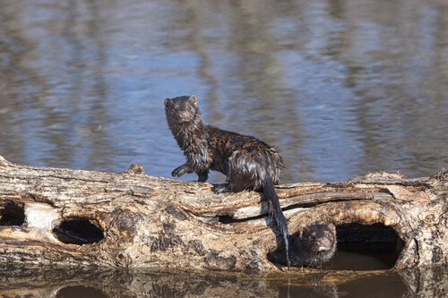 kürk için avlanan vizon