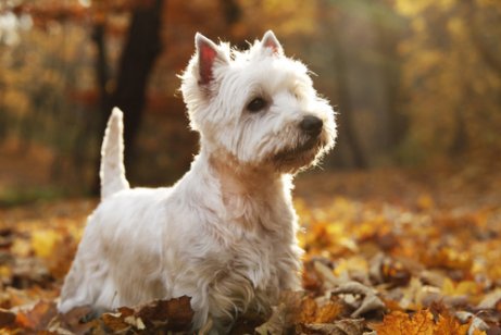 sonbaharda west highland white terrier