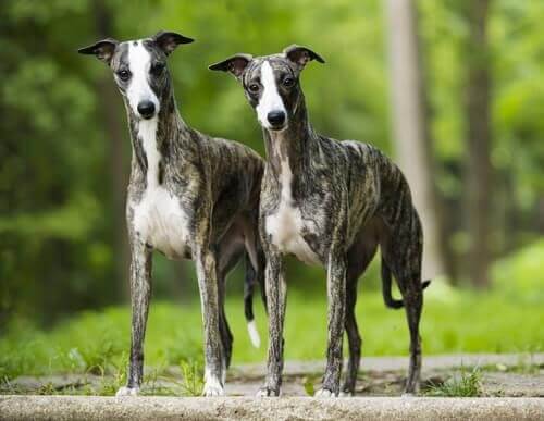 whippet cinsi köpek