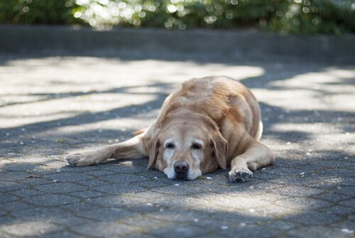 sokakta yatan yaşlı köpek