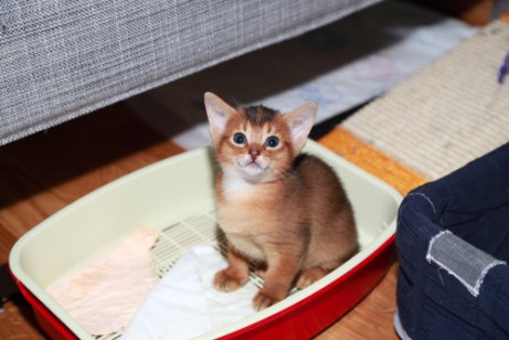 yavru kedi