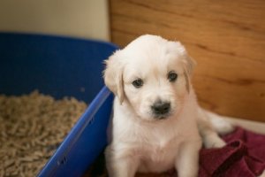 Tuvalet Eğitimi: Köpeğiniz Çişini Yatağına Mı Yapıyor?
