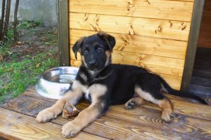 Harika Bir Köpek Evi için Bu 4 Özelliği Not Alın