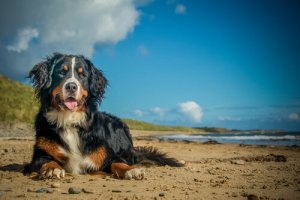 Köpeğinizin Kapabileceği Yaz Enfeksiyonları