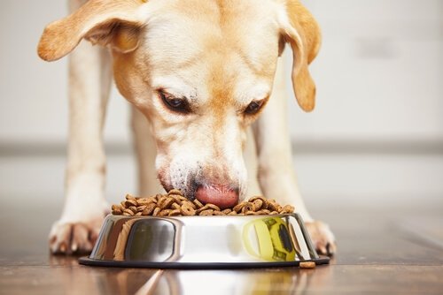 yemek takıntılı köpek
