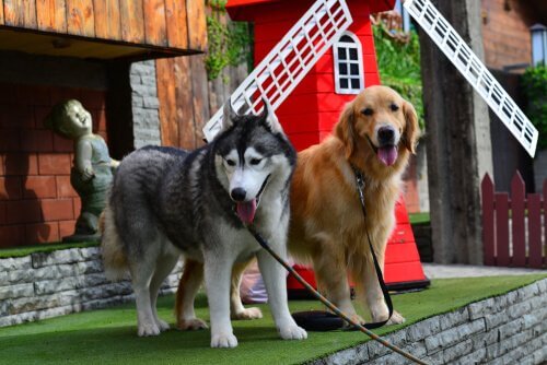 yeni köpek cinsleri örnekleri