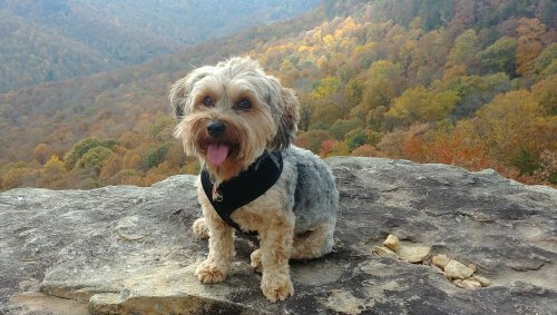 sevimli Yorkipoo cinsi
