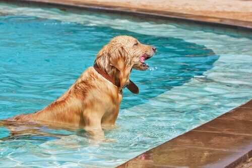 yüzme havuzu alanında yüzen köpek