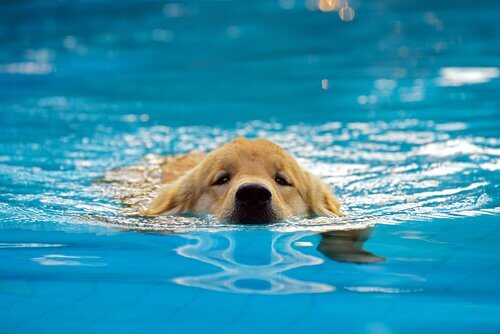 Yüzme Havuzunda Yavru Köpekler: Bu İyi Bir Fikir Mi?