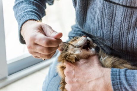 kedisine zeytinyağı veren sahip